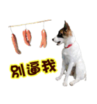 I AM A-DAIN（個別スタンプ：20）