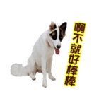 I AM A-DAIN（個別スタンプ：21）