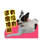 I AM A-DAIN（個別スタンプ：22）