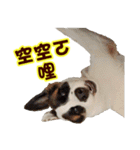 I AM A-DAIN（個別スタンプ：23）