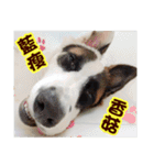 I AM A-DAIN（個別スタンプ：28）
