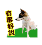 I AM A-DAIN（個別スタンプ：29）