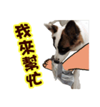 I AM A-DAIN（個別スタンプ：31）