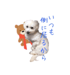 犬のましろちゃん（個別スタンプ：6）