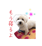 犬のましろちゃん（個別スタンプ：8）