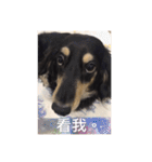 Dot the Uncontrolled Dachshund（個別スタンプ：2）