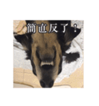 Dot the Uncontrolled Dachshund（個別スタンプ：3）