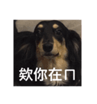 Dot the Uncontrolled Dachshund（個別スタンプ：5）