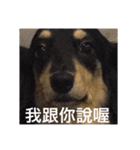 Dot the Uncontrolled Dachshund（個別スタンプ：6）