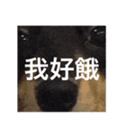 Dot the Uncontrolled Dachshund（個別スタンプ：7）