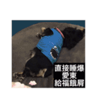 Dot the Uncontrolled Dachshund（個別スタンプ：8）