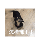Dot the Uncontrolled Dachshund（個別スタンプ：9）