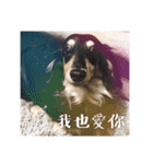 Dot the Uncontrolled Dachshund（個別スタンプ：10）