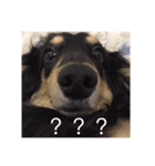 Dot the Uncontrolled Dachshund（個別スタンプ：11）