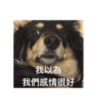 Dot the Uncontrolled Dachshund（個別スタンプ：12）