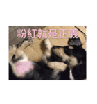 Dot the Uncontrolled Dachshund（個別スタンプ：14）