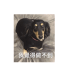 Dot the Uncontrolled Dachshund（個別スタンプ：15）