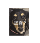 Dot the Uncontrolled Dachshund（個別スタンプ：16）