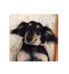 Dot the Uncontrolled Dachshund（個別スタンプ：17）