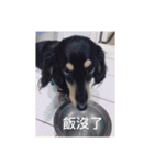 Dot the Uncontrolled Dachshund（個別スタンプ：18）