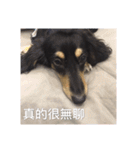Dot the Uncontrolled Dachshund（個別スタンプ：19）