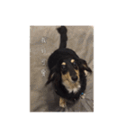 Dot the Uncontrolled Dachshund（個別スタンプ：21）
