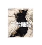 Dot the Uncontrolled Dachshund（個別スタンプ：22）