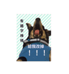 Dot the Uncontrolled Dachshund（個別スタンプ：23）
