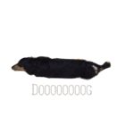 Dot the Uncontrolled Dachshund（個別スタンプ：24）