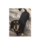 Dot the Uncontrolled Dachshund（個別スタンプ：25）