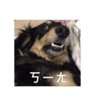 Dot the Uncontrolled Dachshund（個別スタンプ：26）