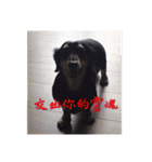 Dot the Uncontrolled Dachshund（個別スタンプ：28）
