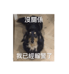 Dot the Uncontrolled Dachshund（個別スタンプ：29）