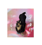 Dot the Uncontrolled Dachshund（個別スタンプ：30）