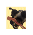 Dot the Uncontrolled Dachshund（個別スタンプ：31）