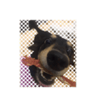 Dot the Uncontrolled Dachshund（個別スタンプ：32）