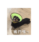 Dot the Uncontrolled Dachshund（個別スタンプ：33）