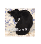 Dot the Uncontrolled Dachshund（個別スタンプ：34）