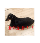 Dot the Uncontrolled Dachshund（個別スタンプ：35）