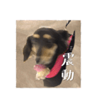 Dot the Uncontrolled Dachshund（個別スタンプ：36）