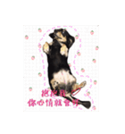 Dot the Uncontrolled Dachshund（個別スタンプ：37）