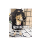 Dot the Uncontrolled Dachshund（個別スタンプ：38）