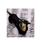 Dot the Uncontrolled Dachshund（個別スタンプ：39）