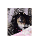 Dot the Uncontrolled Dachshund（個別スタンプ：40）