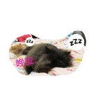 Home with 2 cats.（個別スタンプ：1）