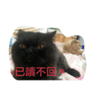 Home with 2 cats.（個別スタンプ：2）