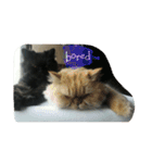 Home with 2 cats.（個別スタンプ：3）