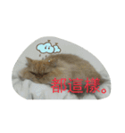 Home with 2 cats.（個別スタンプ：8）