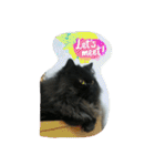 Home with 2 cats.（個別スタンプ：14）