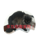 Home with 2 cats.（個別スタンプ：16）